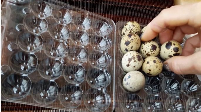 картинка Термоформовочная машина для производства лотков для яиц  от интернет-магазина Метасила