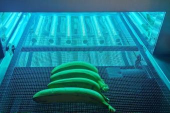 картинка Машина для стерилизации в ультрафиолетовом туннеле продуктов (модель FR-50) от магазина Метасила